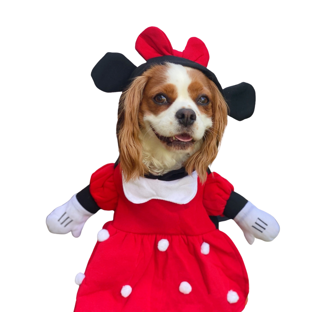 Minnie mouse 2025 pet costume
