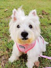 Load image into Gallery viewer, *BUNDLE at 40% off* Reversible Dog Harness – Pink Llama set + Leash
