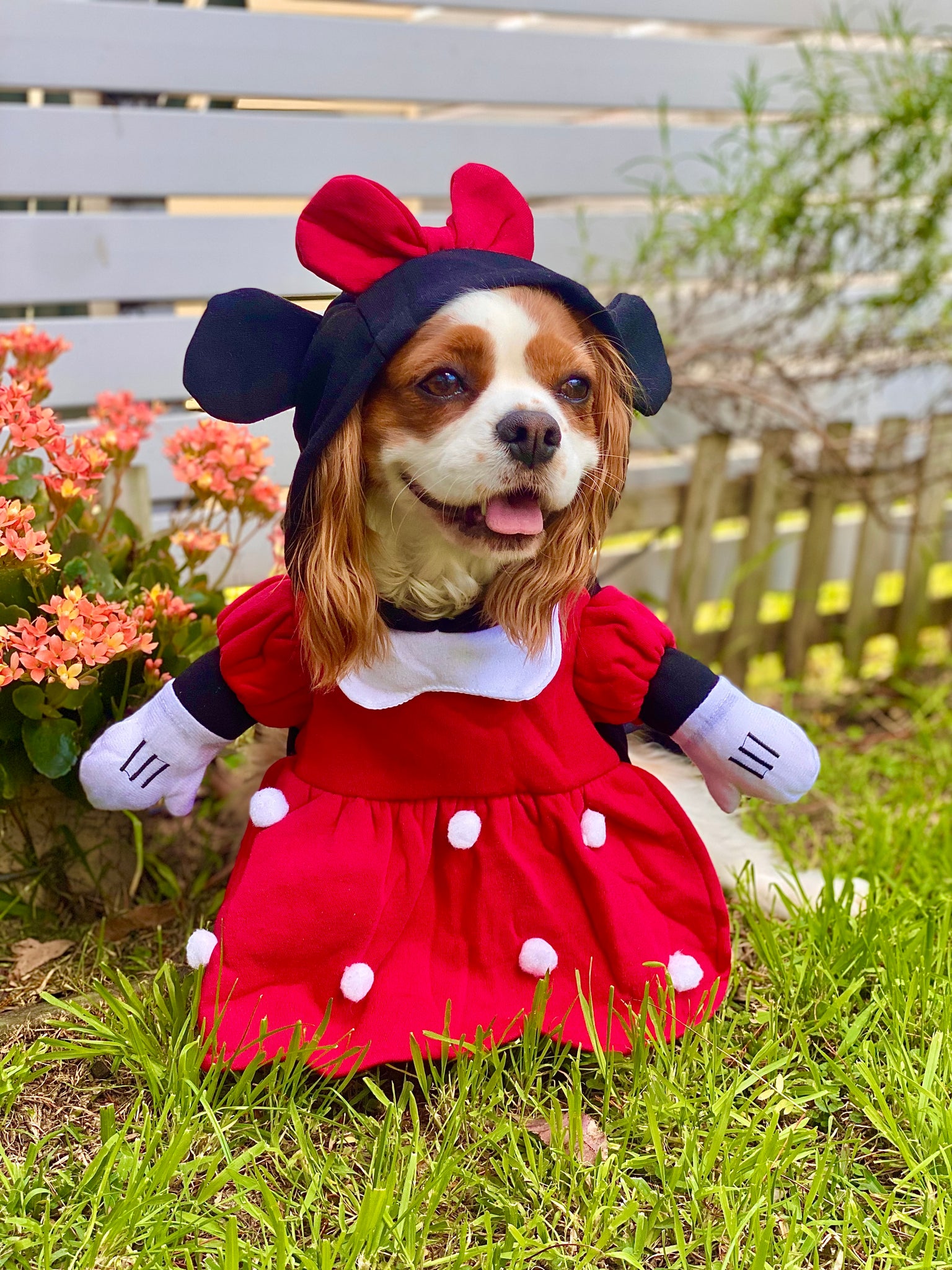 Minnie dog costume clearance